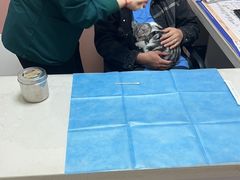 -乖乖宠物医院·猫科·骨科·24小时(云岗分院)