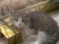 -糯米喵星人总部直营旗舰店·猫舍·幼猫出售