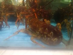 -旺顺阁海鲜广场(亚运村店)