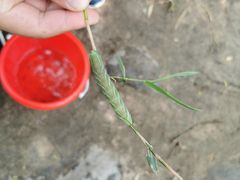 -碓臼峪自然风景区