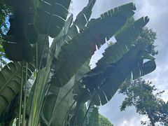 -中国科学院西双版纳热带植物园