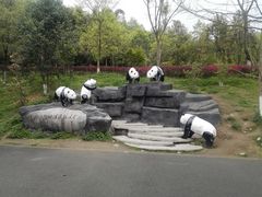 -都江堰中华大熊猫苑