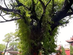 -大槐树寻根祭祖园