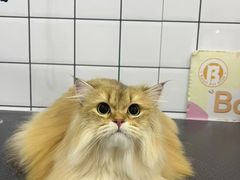 -BABIT巴比特宠物(MOMOPARK店)