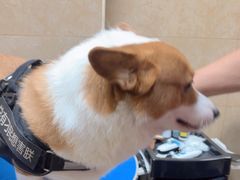 -佳雯宠物医院·皮肤科·内外科(春晓路分院)