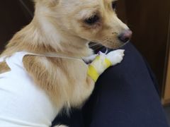 -联合动物医院(光谷诊疗中心)