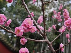 -望江楼公园