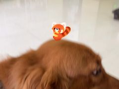 -瑞鹏宠物医院·骨科·猫科·内科(第一中心)