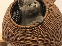 -喵zoo家庭繁育猫舍(尖东智能花园店)