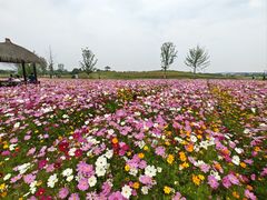 -径山花海