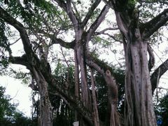 android_upload_pic-瑞丽独树成林风景区