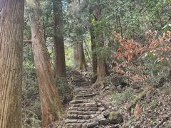 -天目山大树王景区