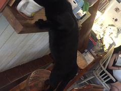 -海边的猫和咖啡馆