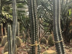 -呀路古热带植物园