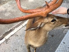 -清迈夜间动物园