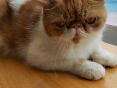 -飞行喵MR PILOT|猫舍·猫咖(静安大融城店)