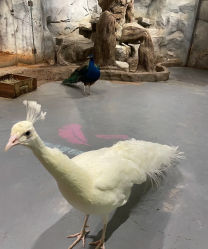-Zoolung Zoolung动物主题公园(海信广场店)