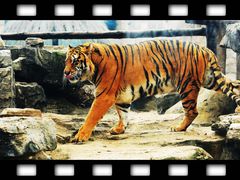 -北京野生动物园