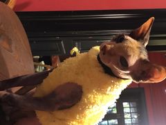 -猫色咖啡·猫咖