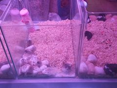 -花鸟鱼虫鲜花绿植市场(玉泉路店)