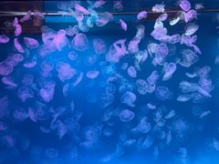 -多彩贵州城极地海洋世界