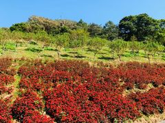 -广州市石门国家森林公园