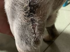 -北京博爱动物医院有限公司