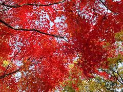 -昆山城市生态森林公园