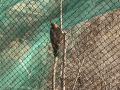 -青藏高原野生动物园