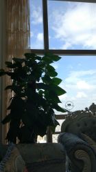 -久匠·纹眉半永久野生眉