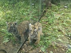 -贵州森林野生动物园