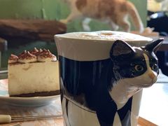 -猫猫幼稚园·撸猫·桌游·电玩