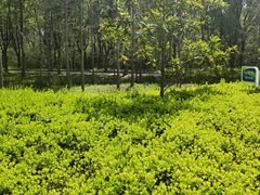 -昆山城市生态森林公园