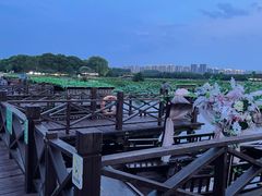 -荷塘月色湿地公园·向阳花洲