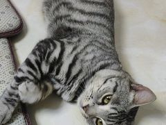 -谐和益家动物医院·免疫绝育·血液透析·宠保定点医院(高新伊藤分院)