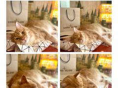 -猫大福·Fortune Cat猫舍(百子湾店)