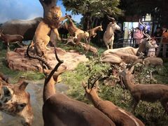 -国家自然博物馆