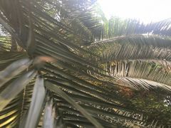 -呀路古热带植物园