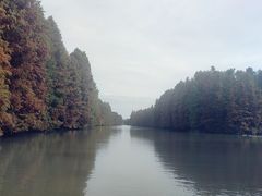 -上海海湾国家森林公园