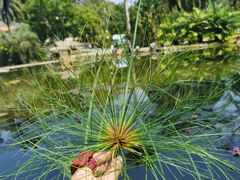 -中国科学院西双版纳热带植物园