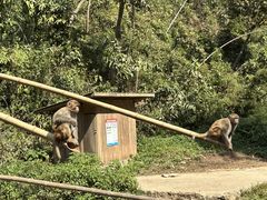 -西双版纳原始森林公园