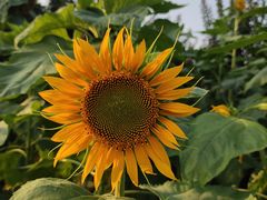 -武汉紫薇都市田园