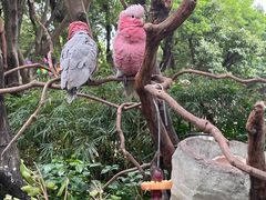 -广州长隆飞鸟乐园