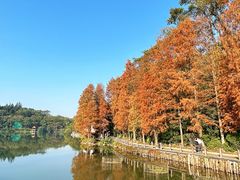 -深圳仙湖植物园