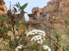 -元谋土林景区(物茂土林)