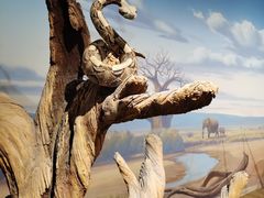 -陕西自然博物馆