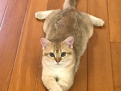 -东方名猫馆·英短金渐层布偶猫舍(环线广场1号楼店)