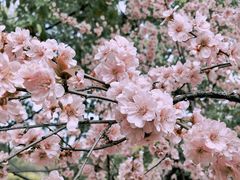 -上海滨江森林公园