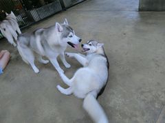 -TrueLove @ Neverland (Husky Cafe)