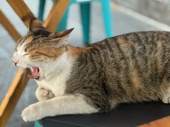 -南街杨记·麻辣烫